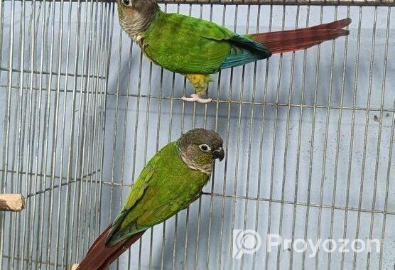 ইয়োলো সাইডেড কনিউর