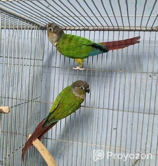 ইয়োলো সাইডেড কনিউর