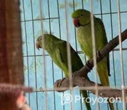এক জোড় রানিং ইন্ডিয়ান রিংনেট ।