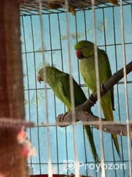 এক জোড় রানিং ইন্ডিয়ান রিংনেট ।