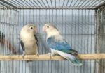 lovebird ‍Sell Post