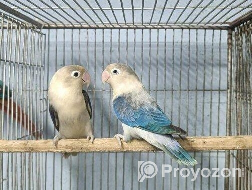 lovebird ‍Sell Post