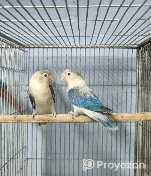 lovebird ‍Sell Post