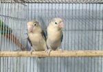lovebird ‍Sell Post