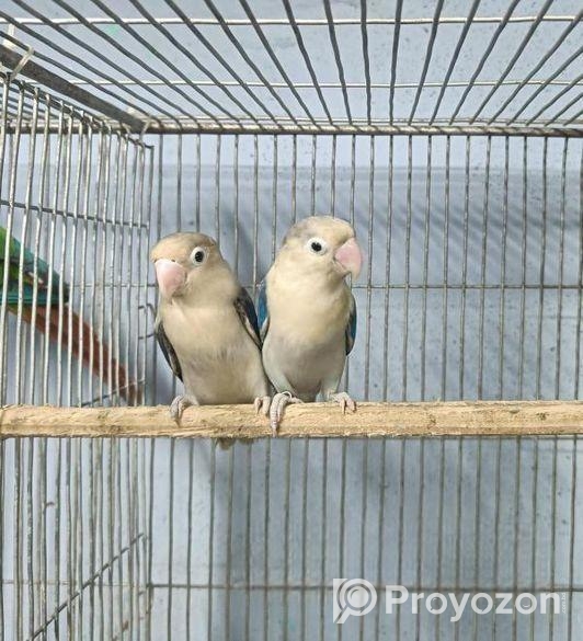 lovebird ‍Sell Post