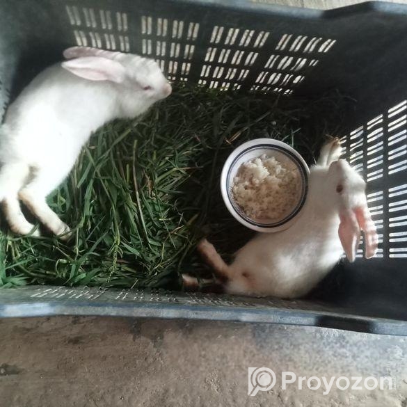 খরগোশ বিক্রি  করে