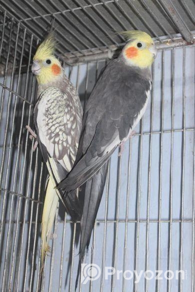 ঝরনা & গ্রে পেয়ার