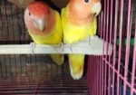 Love Bird ‍Sell Post