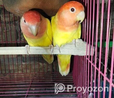 Love Bird ‍Sell Post