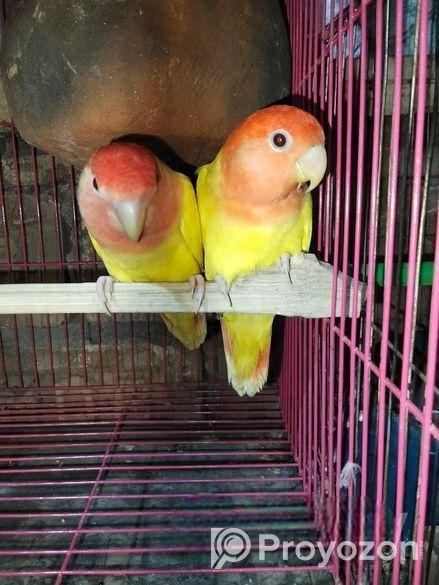 Love Bird ‍Sell Post