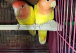 Love Bird ‍Sell Post