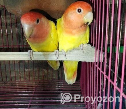 Love Bird ‍Sell Post