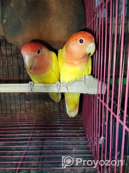 Love Bird ‍Sell Post