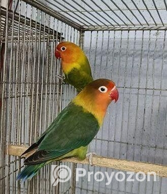 লাভবার্ড পেয়ার