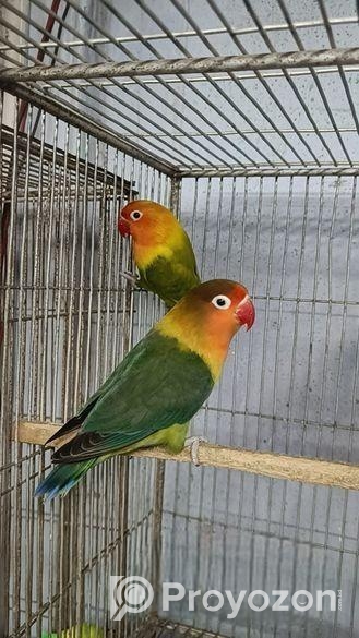 লাভবার্ড পেয়ার