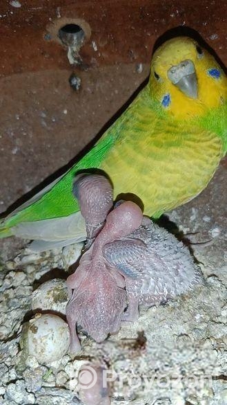 বাচ্চাসহ বাজরিগার পাখি