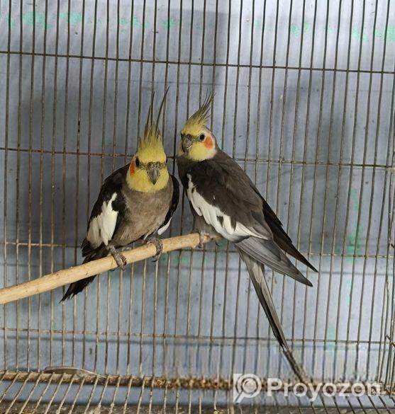 গ্রে ককাটেইল বিক্রি হবে