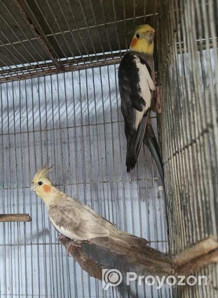 গ্রে ও ফন ককাটেইল বিক্রি হবে