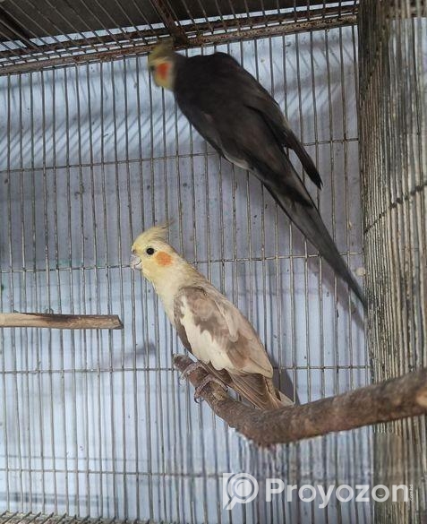 গ্রে ও ফন ককাটেইল বিক্রি হবে