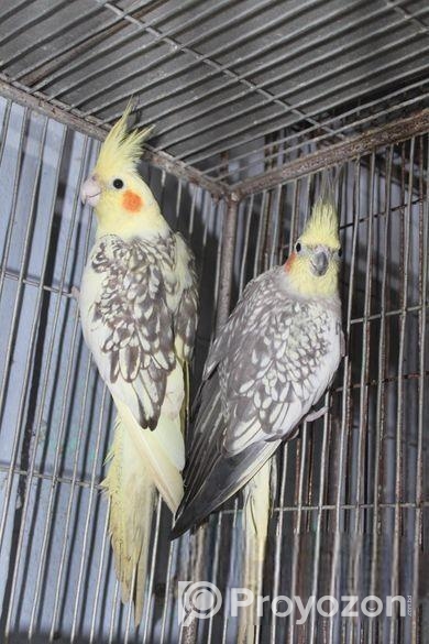 লোটিনো ঝরনা পাল