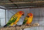 Sun conure bird