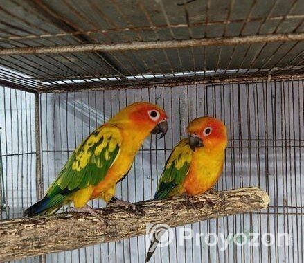 Sun conure bird