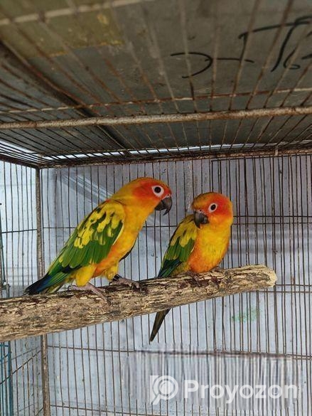 Sun conure bird