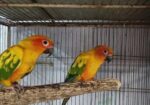 Sun conure bird