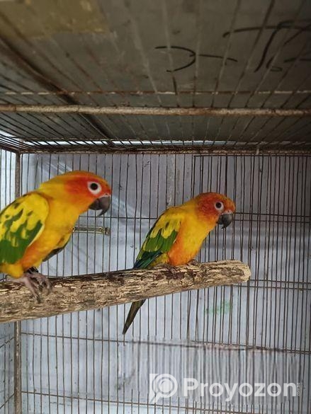 Sun conure bird