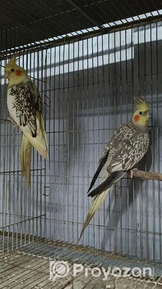 ঝড়না পাল ককাটেইল