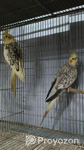 ঝড়না পাল ককাটেইল