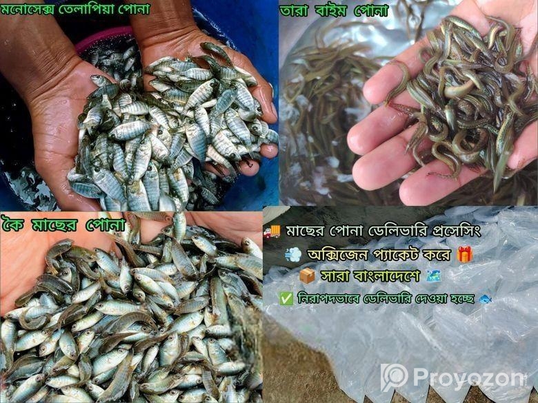 দেশি মাছের পোনা বিক্রি সারা বাংলাদেশে হোম ডেলিভারি