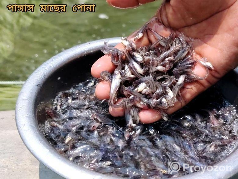 দেশি মাছের পোনা বিক্রি সারা বাংলাদেশে হোম ডেলিভারি