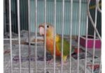Pineapple Conure(Double rate factor)