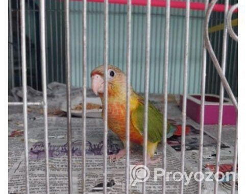 Pineapple Conure(Double rate factor)