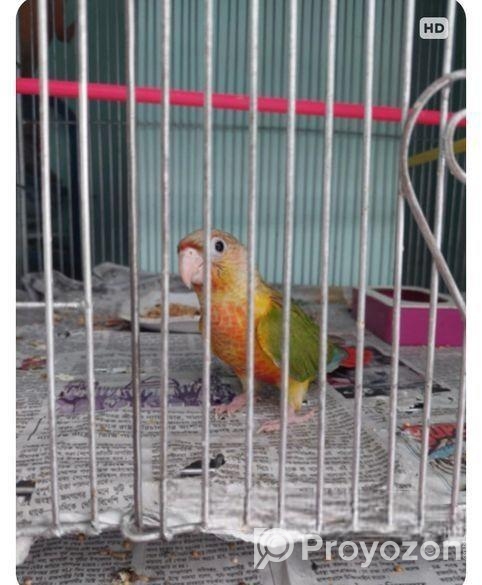 Pineapple Conure(Double rate factor)