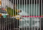 Pineapple Conure(Double rate factor)