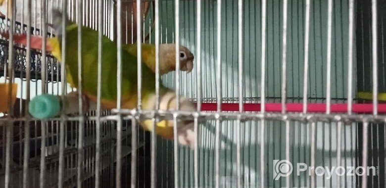Pineapple Conure(Double rate factor)
