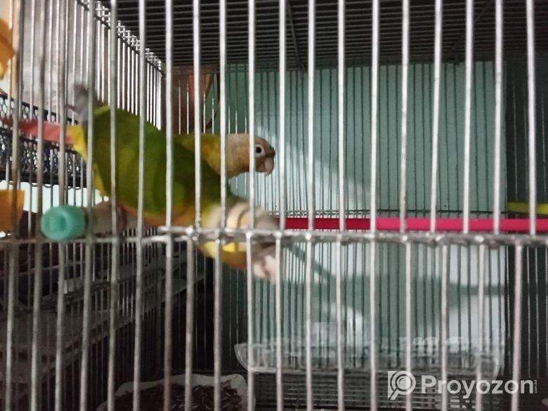Pineapple Conure(Double rate factor)