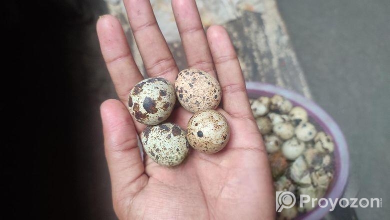 কোয়েল পাখির ডিম