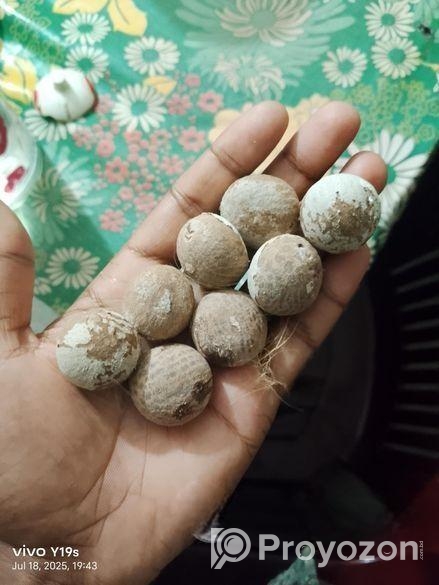 সুপাড়ি/সুপারি/দেশি সুপারি-