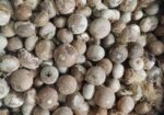 সুপাড়ি/সুপারি/দেশি সুপারি-