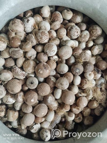 সুপাড়ি/সুপারি/দেশি সুপারি-