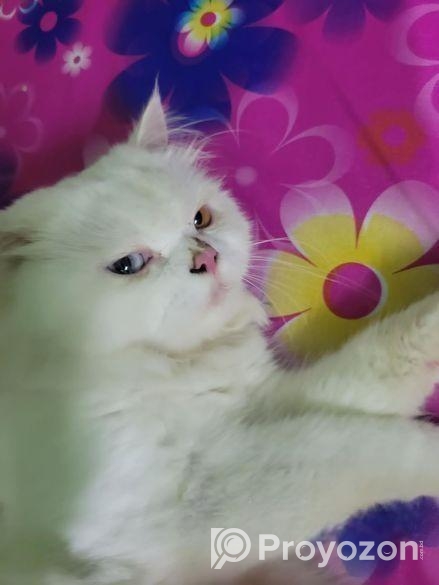 Odi Persian Cat