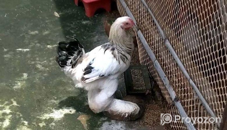 কয় পিস রানিং ব্রাহমা বিক্রি হবে