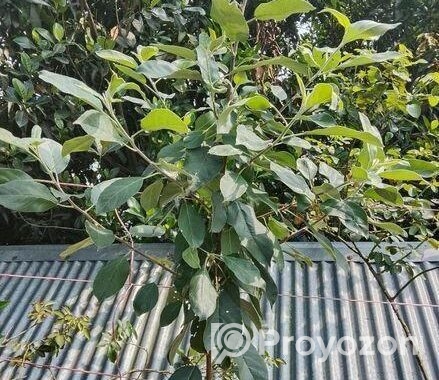 বস্তায় সেট করা হরিমন ৯৯ আপেল গাছ