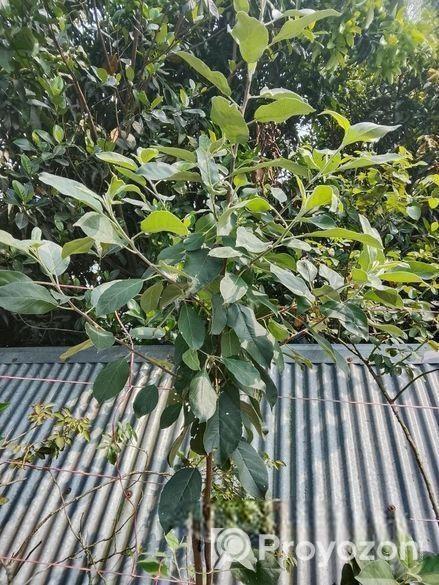 বস্তায় সেট করা হরিমন ৯৯ আপেল গাছ