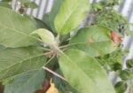 বস্তায় সেট করা হরিমন ৯৯ আপেল গাছ