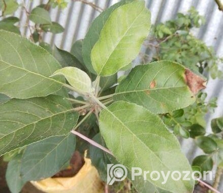 বস্তায় সেট করা হরিমন ৯৯ আপেল গাছ