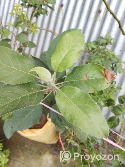 বস্তায় সেট করা হরিমন ৯৯ আপেল গাছ